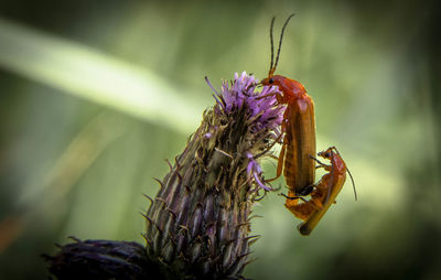 Close-up of insect on purple flower