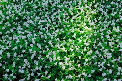 Full frame shot of flowering plants on field