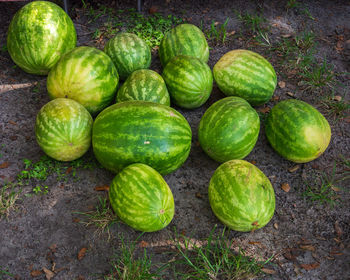 High angle view of green fruits