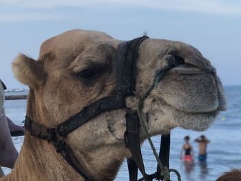 Close-up of a horse against the sky