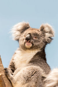 Low angle view of koala against clear sky