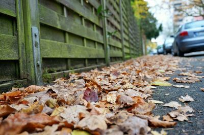Autumnal leaves on ground