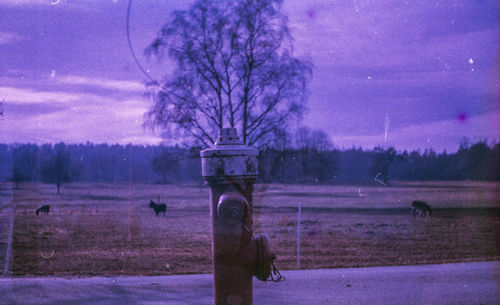 Bare tree on field against sky