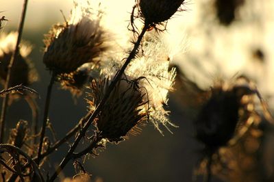 Close-up of flower buds