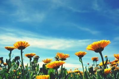 Close-up of yellow flowering plants on field against sky