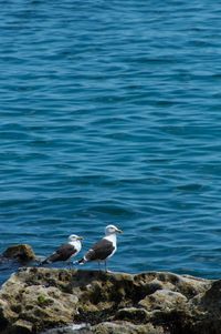 View of birds in water