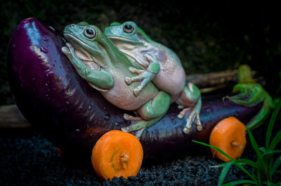 Cute frogs and vegetables