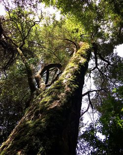 Low angle view of trees in the forest