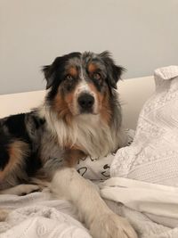 Portrait of dog relaxing on bed at home