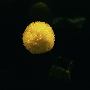 Close up of yellow flower