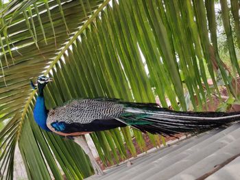 High angle view of a bird on palm tree