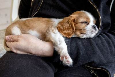 Purebred cute puppy cavalier king charles spaniel sleeps in arms of girl, close-up, selective focus