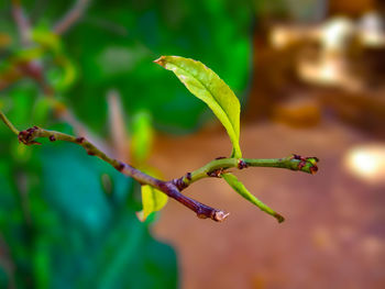 Close-up of fresh green plant