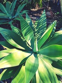 Close-up of green leaves on plant