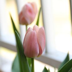 Close-up of pink flower