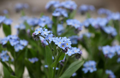 Close-up of white flowers blooming outdoors