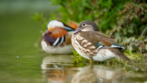 Close-up of duck on lake