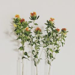 Close-up of orange wilted flowers against white wall