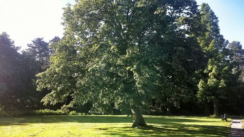 Trees growing in park