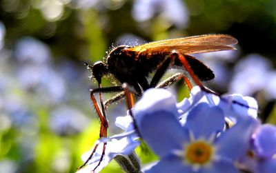 Close-up of insect on flower