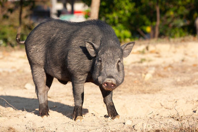 Wild pigs in the city of phuket, thailand