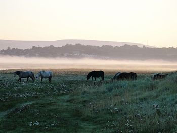 Horses on field against sky during sunset