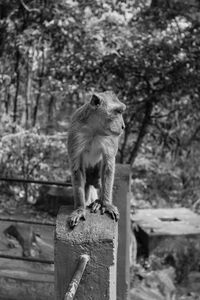 Close-up of squirrel on tree