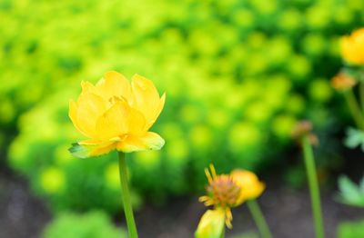 Close-up of yellow flower blooming outdoors
