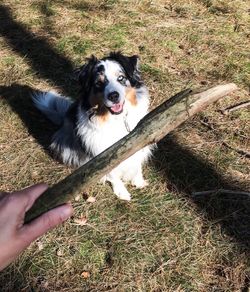 Cropped image of person holding dog