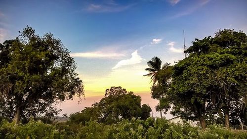 Trees on landscape against cloudy sky