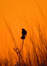 Close-up of silhouette bird on field against orange sky