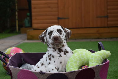 Close-up of dog relaxing in basket