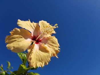 Low angle view of flowering plant against blue sky