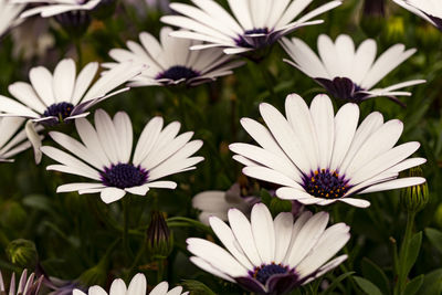 Close-up of white flowers