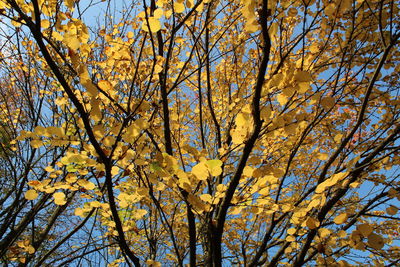 Low angle view of tree against sky during autumn