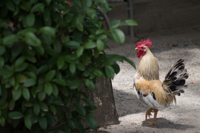 Rooster on the ground