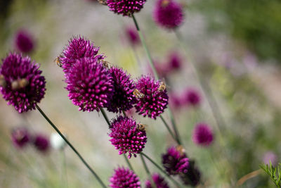 Close-up of pink flowering plants