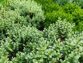 Full frame shot of plants growing in field