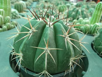 Close-up of succulent plant