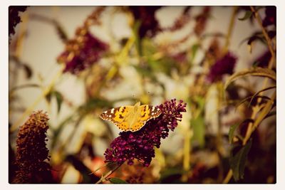 Close-up of butterfly on flower