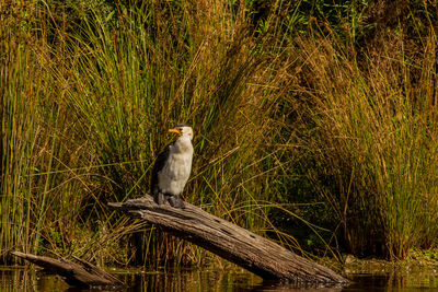 View of bird perching on wood