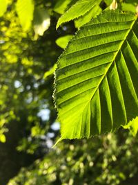 Close-up of green leaves