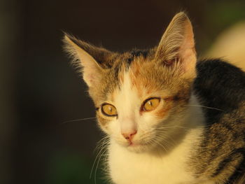Close-up portrait of a cat