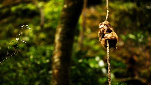 Close-up of monkey on branch