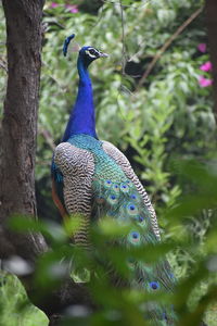 Close-up of a peacock