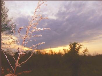 Close-up of plants against sky at sunset