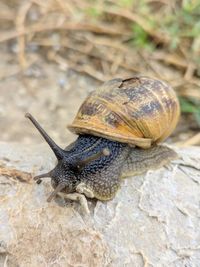 Close-up of snail on rock