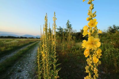 Yellow flowers growing in field