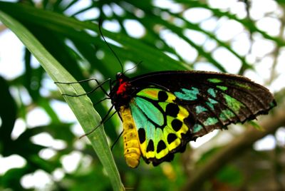 Butterfly on leaf