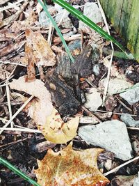 High angle view of dry leaves on field